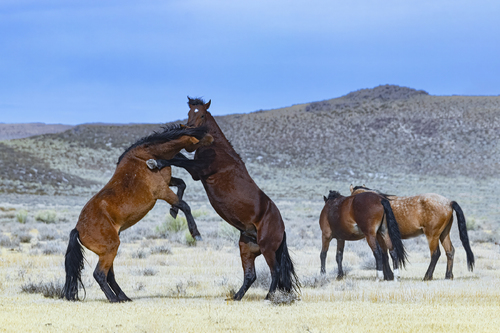 Desert Dance