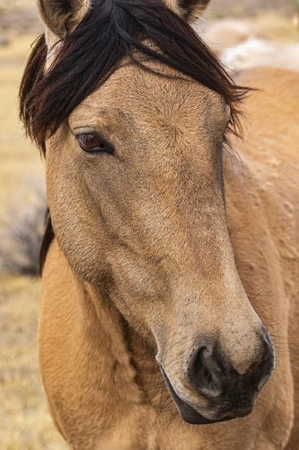 Wild Mustang Portrait