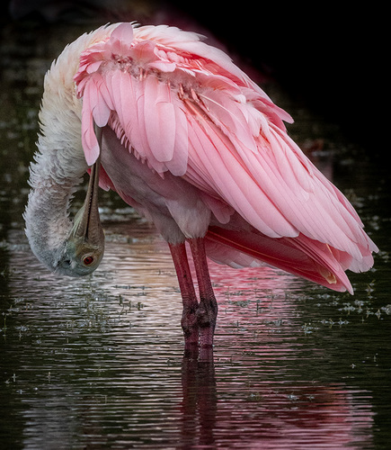 Spoonie Bathed in Pink
