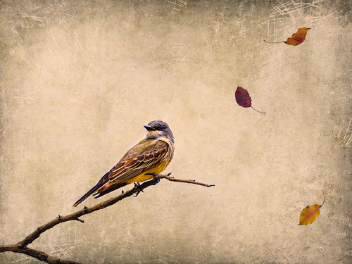 The Last Leaves of Autumn