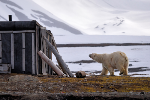 Curious Bear