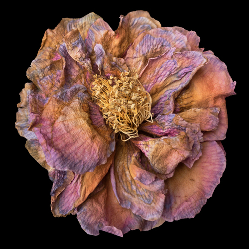 Dried Camelia II