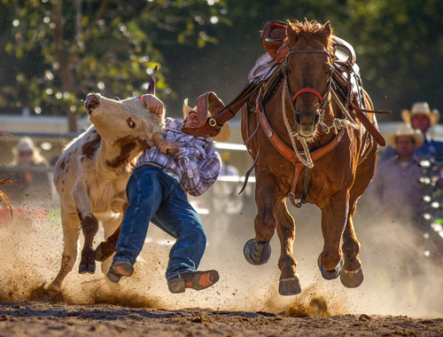 Steer Wrestler