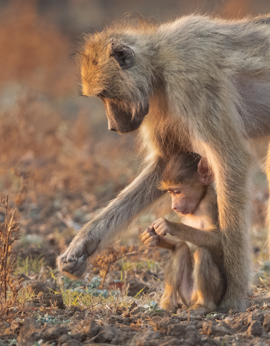 Mother's arms