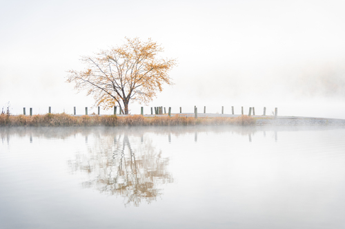 Golden Tree in fog