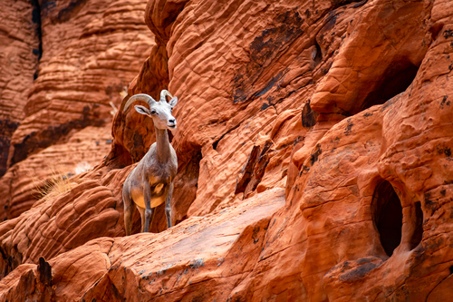 Valley of Fire Sheep