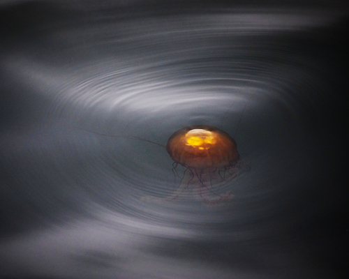 Jellyfish