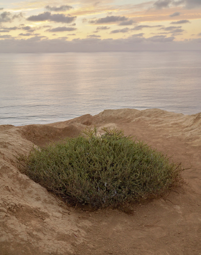 Torrey Pines Scape