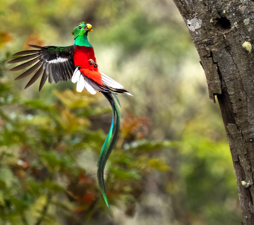 The Resplendent Quetzal