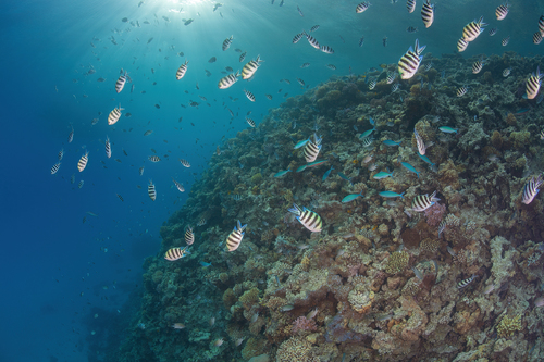Coral Reef #3
