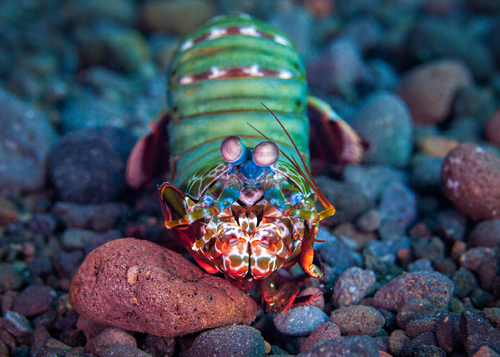 Mantis Shrimp