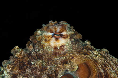 Reef Octopus