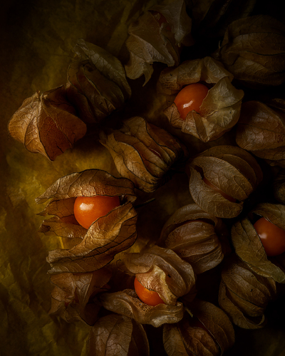 Physalis