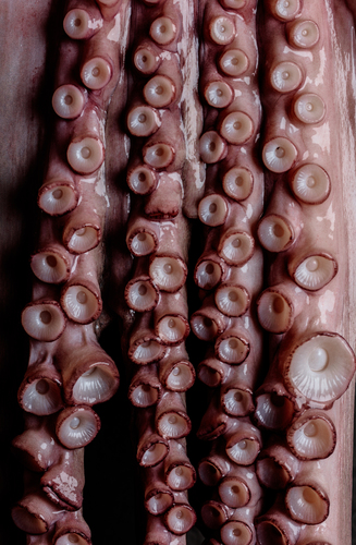 Octopus Tentacles