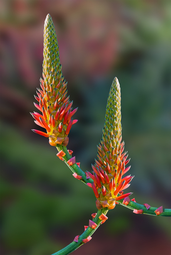 Dancing Aloe