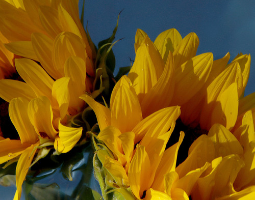 Swimming Sunflowers