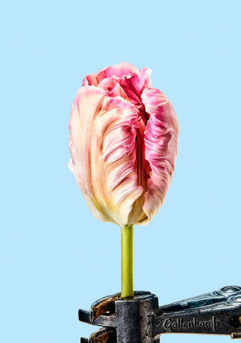 Parrot Tulip