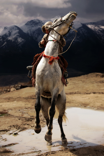 Wild Rider