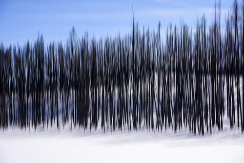 Lodgepole Pine Medley