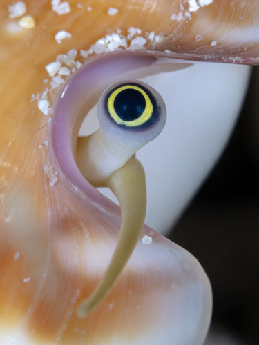 Venomous Vision