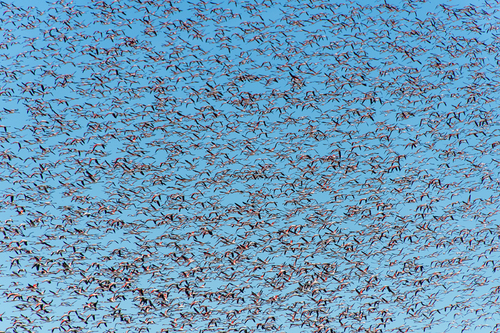Greater Flamingos in Flight