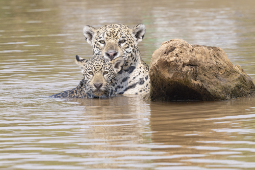 Jaguar mother with cub