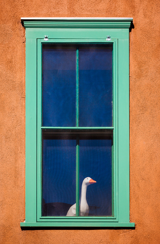 Goose in Windows