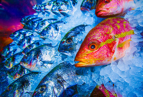 Fish Heads
