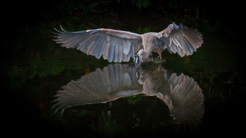 Graceful Hunt