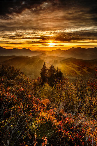 GOLDEN GLOW