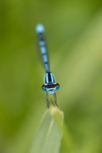 Primeval Blue