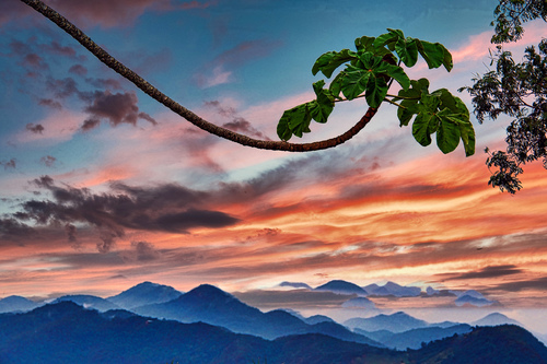 The branch