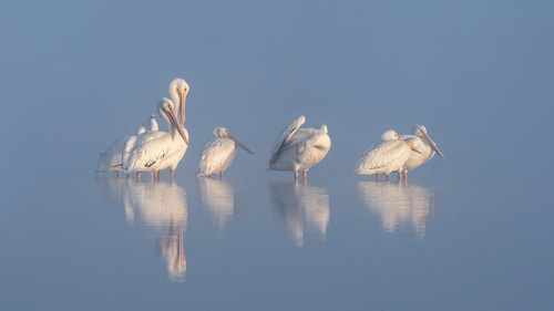 White Pelican at Dawn