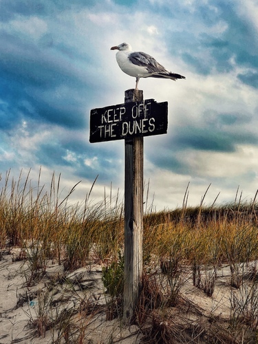 Bird Warning