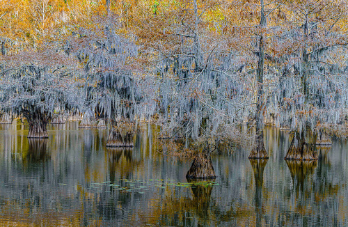 Guarding the Swamp