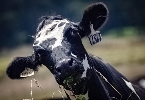 Curious Cow