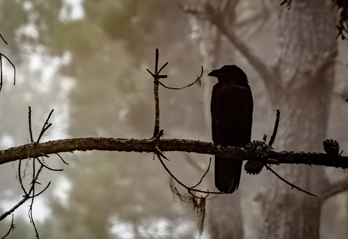 Raven in Fog