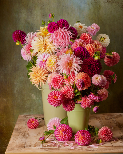 Farm Fresh Dahlias