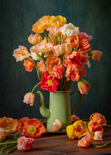 Poppy Passion