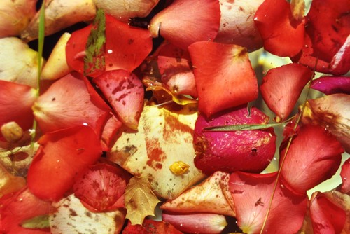 Rose petals in fountain