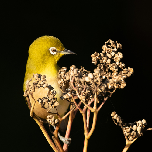 Bird in Sunset