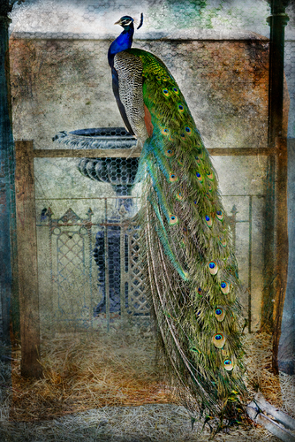 Courtship