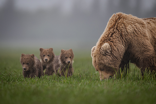 Cubs in the Mist