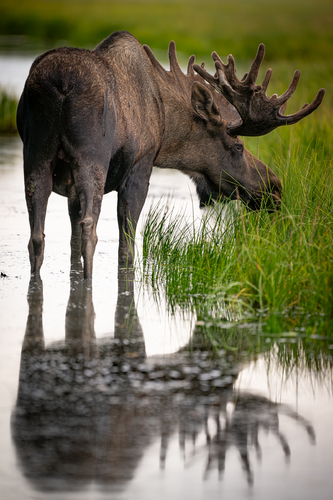 Moose reflection