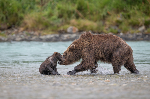 Brown Bear Sow and Cub nuzzle