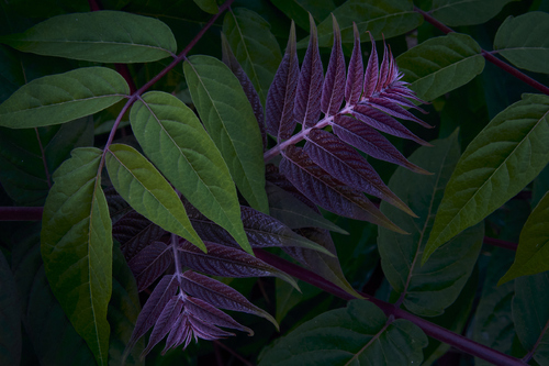 New Leaves