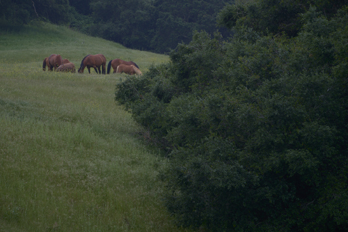 Tribe of Horses