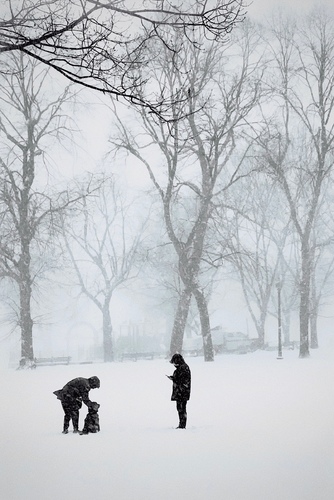 Creatures of Snow