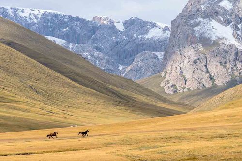 Wild and Free