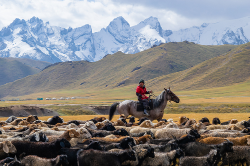 Young Shepherd